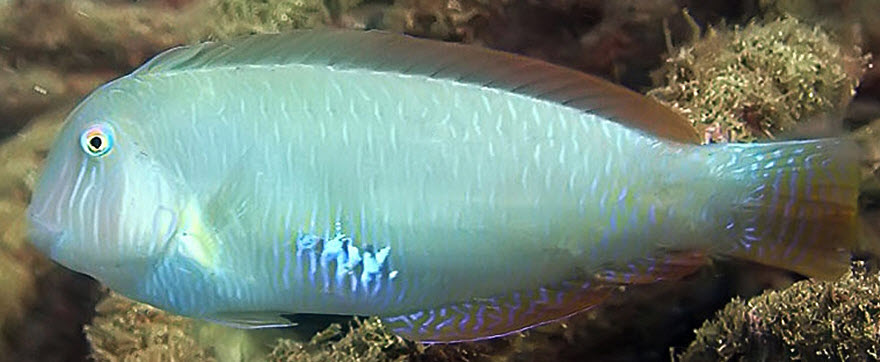 Xyrichtys novacula_05.jpg